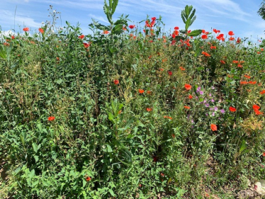 Flowers